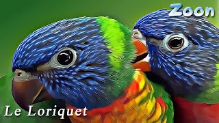 Le Loriquet de Swainson ou Loriquet arcenciel  Rainbow Lorikeet [upl. by Odnalra930]