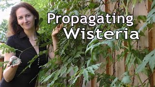 Propagating Wisteria How to Grow a Beautiful Garden with Scarlett [upl. by Cassiani]