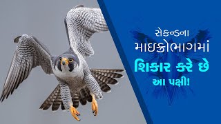 Peregrine Falcon Facts  રોકેટની સ્પીડે ઉડે છે આ પક્ષી શિકાર કરવાની ટેક્નિક જોઈ તમે પણ ચોંકી ઉઠશો [upl. by Nats]