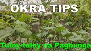 Paano Algaan ang Okra para Matagal Magbunga [upl. by Mccomb]