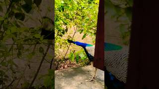 Peacock 🦚🫣mor peacockbirdsounds nature viralshort flute music animalsyou tube [upl. by Cristine]