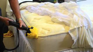 How to Kill Bed Bugs On A Mattress Using Steam [upl. by Stutsman]