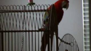 Guapo the talking Green Wing Macaw Part 2 [upl. by Notyalc]