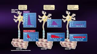 Causes of Muscle Fatigue  Coursera Science of Exercise [upl. by Atihcnoc424]