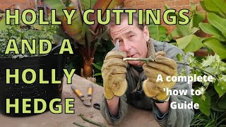 How to take Hardwood Holly Cuttings to Make a Holly Hedge How to Propagate a Holly Bush [upl. by Eibbil]