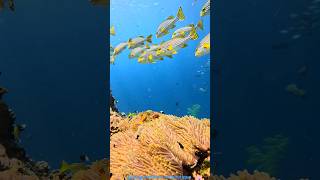 Dhigurah Island Maldives dhigurah maldives ocean snorkling scuba scubadiving boutiquehotel [upl. by Karlotta]