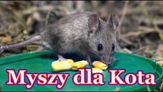 Myszy dla kota 🐭 film dla kota [upl. by Souza]