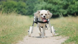 How To Make A Dog Wheelchair [upl. by Fabio970]