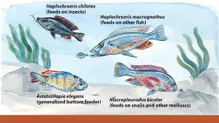 Sympatric mode of Speciation in plants and animals Origin of new speciesPart 3 UrduHindi [upl. by Phillane]