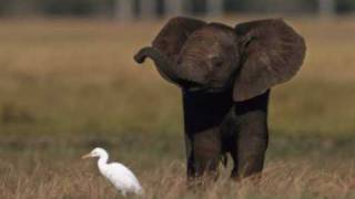 Baby Elephant Walk [upl. by Air160]