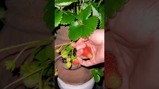 Strawberries 🍓😋gardening harvesting harvest gardenfresh fruit frutas garden ￼ [upl. by Haletta]