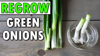 How To Regrow Green OnionsAnd Beyond [upl. by Avirt]