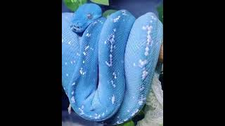 Serpiente Azul Trimeresurus insularisl Es endémica de Indonesia [upl. by Hammad502]