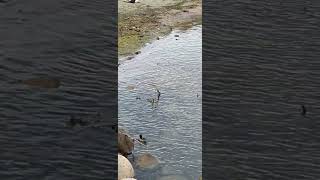 Common Merganser Duck amp Ducklings  Sonderborg Harbor travel sønderborg ducks wildlife [upl. by Ahsla291]