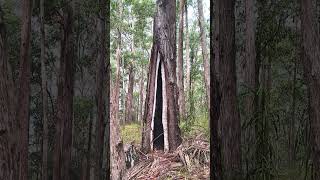 Aboriginal Scar Tree [upl. by Grider990]