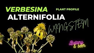 Native Plant Profile Verbesina alternifolia Wingstem [upl. by Timmie]