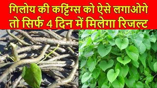 कटिंग से गिलोय उगाने का इससे सरल तरीका नहीं देखा होगा  HOW TO GROW GILOY FROM CUTTINGS WITH UPDATES [upl. by Neddy]