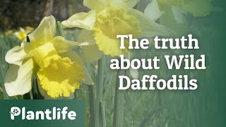 The Truth about Wild Daffodils [upl. by Sielen]