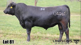 Lot 81 Lawsons Unbelievabull VLY23U4067 [upl. by Egidius]