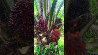 Palm oil fruithttpsyoutubecomcultivation1siKawAboPa2l3tG44b [upl. by Noeled]