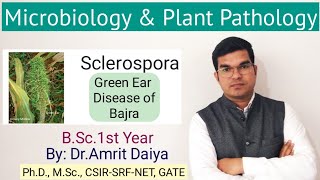 Sclerospora graminicola Downy mildew or green ear disease of bajra [upl. by Novyat]