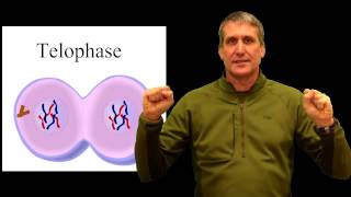 cell cycle physical pneumonic device mitosis [upl. by Salman137]