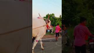 ಉತ್ತರ ಕರ್ನಾಟಕ ತೆರಬಂಡಿ ಹುಲಿಗೋಳ🔥❤️🥰bullesbull race terabandi race [upl. by Rosdniw]