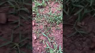 Seed Renovation Update  Seeded Zenith Zoysia  40 Day Update [upl. by Htehpaj]