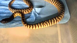 BLACK HEADED PYTHON BREEDING  With ADD Reptiles [upl. by Lerner]