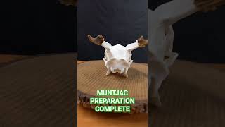 SOON FULL MOVIE ON YOUTUBE  PREPARATION MUNTJAC [upl. by Andreana684]