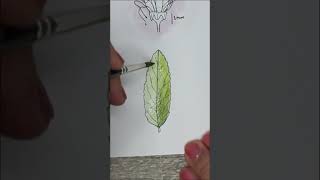 EASY Botanical Paintings botanicalpainting botanicalart botanicaldrawing botanicalillustration [upl. by Yarehs]