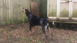 Bluetick Coonhound Baying [upl. by Barlow]