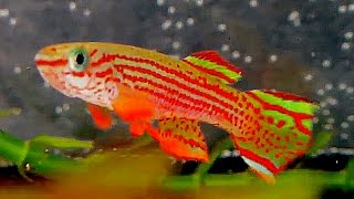 Aphyosemion Striatum killifish [upl. by Alesig619]