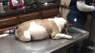 French Bulldog birth Part ii CSection [upl. by Lennor]