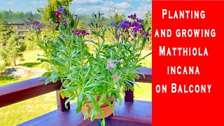 Planting and growing Matthiola incana on Balcony [upl. by Notserp]