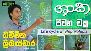 ශාක ජීවන චක්‍ර  Life cycle of Nephrolepis  ධම්මික ශ්‍රීබණ්ඩාර  Amazing Biology [upl. by Hoisch]