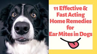 11 Effective amp Fast Acting Home Remedies for Ear Mites in Dogs [upl. by Ramburt]