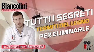 📌Termiti del legno tutti i segreti per eliminarle📌 [upl. by Templas]