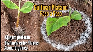 Como cultivar plátano hartón  TvAgro por Juan Gonzalo Angel Restrepo [upl. by Danna]