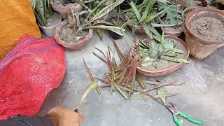 quotHow to grow dracaena plant cutting in water with simple carequot easygardeningwithtalha [upl. by Cartwell340]