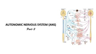 Parasympathetic nervous system Prof Dr Md Ashfaqur Rahman [upl. by Ym300]