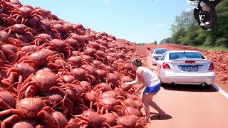 This Is Why Australia Will Never Eat Millions of Red Crabs [upl. by Esiuole]