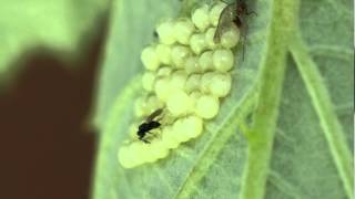 Scelionidae  Zygaena ephialtes eggs parasitized by an eggparasitoid [upl. by Ilario484]