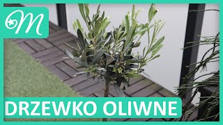 DRZEWKO OLIWNE  JAK SPRAWIĆ ABY ZAKWITŁO [upl. by Ledarf933]