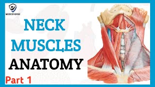 NECK MUSCLES ANATOMY  ORIGIN  INSERTION AND ACTION  NECK MUSCLES PART 1 [upl. by Esenej445]