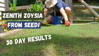 Seeding in the Summer with Zenith Zoysia  30 day results and pulling weeds [upl. by Valsimot142]