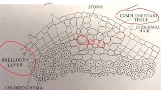 Lenticels  BSc II Year [upl. by Issak]