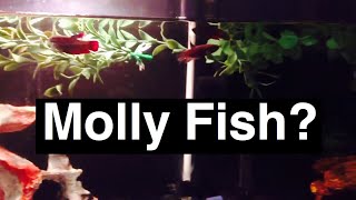 Molly Fish with Betta Fish as Tank Mates [upl. by Epuladaug]