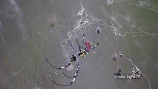 橫帶人面蜘蛛Nephila clavata [upl. by Schiro210]