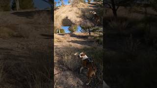 Dog What Are You Chasing 🐾🐶💫 Bodhi amstaff dog puppy entertainment nature video shorts [upl. by Anaiuq]